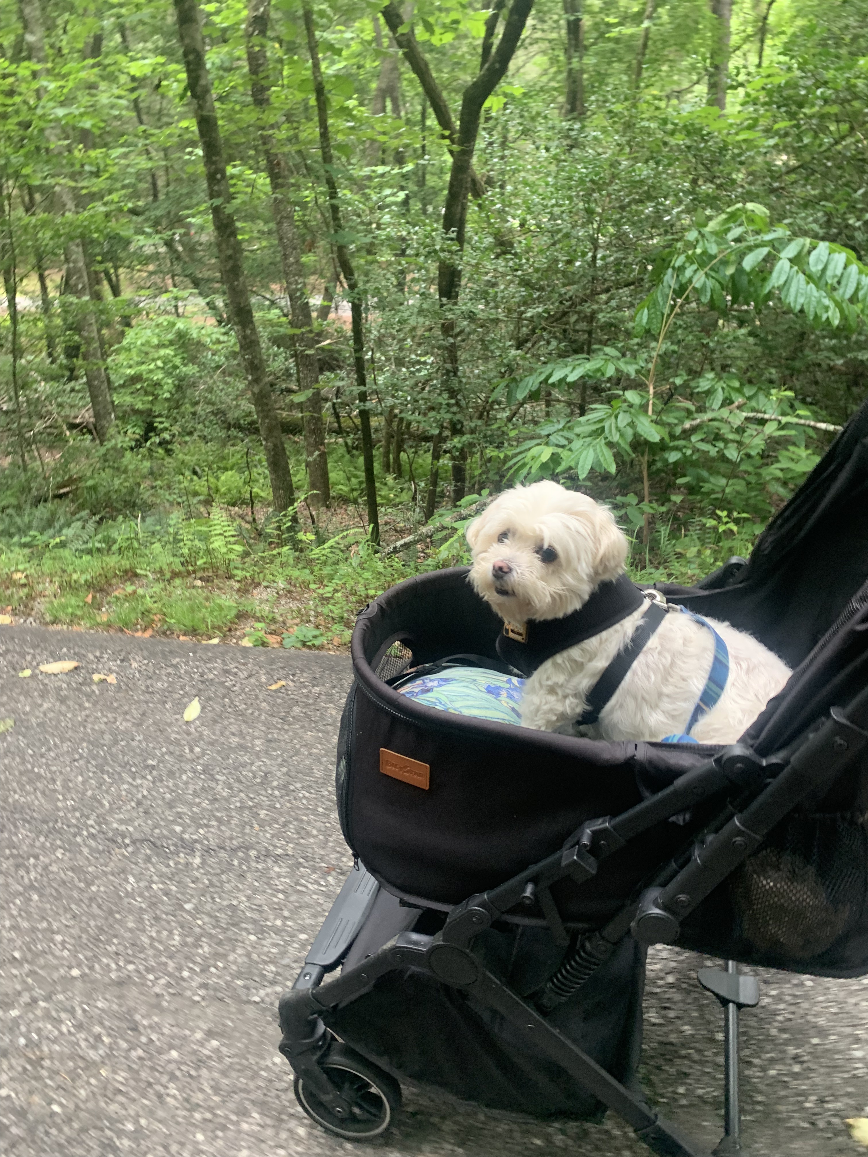 Queen Lola Likes Her Stroll-ah (But Not her&nbsp;BFF)